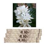 Aura Incense Sticks – Coffee Flower (S)