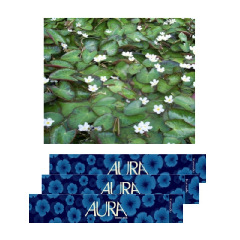 Aura Incense Sticks - Water Snowflake - Kumudu (L)